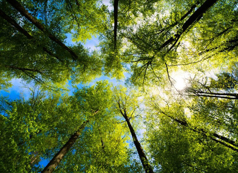 Saves Trees